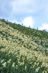 水仙の花　初春イメージ