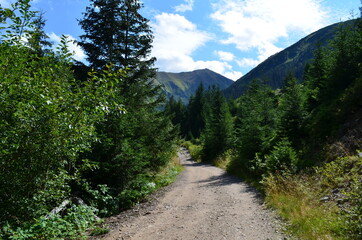 Fototapeta na wymiar Tatry Zachodnie, szlak przez Dolinę Jarząbka, dolny odcinek szlaku na Trzydniowański Wierch