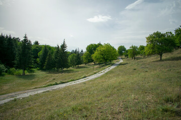 Rural landscape in small village with tall pine trees and green hiking path. 