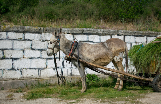 Countryside photo of a harnessed donkey with cart full of chaff and wheat straw. Poor local way of transporting resources in the small village. Mule with a carriage wagon full of grass.