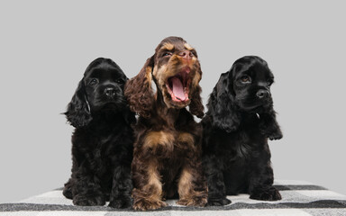 American cocker spaniel puppies posing. Cute dark-black doggies or pets playing on grey background....