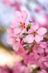 桜の花　春のイメージ