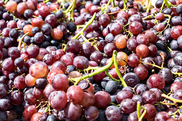 Delicious autumn harvest of fruit - red and white table grapes on the farmer's market