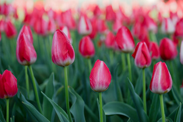 チューリップの花　春のイメージ