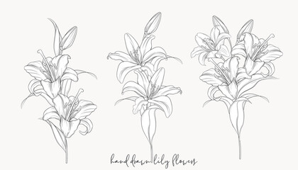 hand drawn beautiful  lily bouquets 