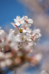 桜の花　春のイメージ