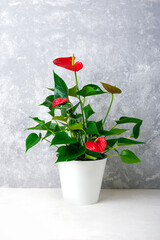 House plant Anthurium in white flowerpot isolated on white table and gray background Anthurium is heart - shaped flower Flamingo flowers or Anthurium andraeanum, Araceae or Arum symbolize hospitality