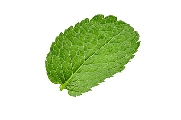 Green leaf of mint with water drops isolated on white background. Close up, copy space, top view