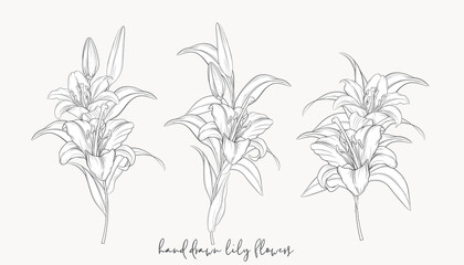 hand drawn beautiful  lily bouquets 