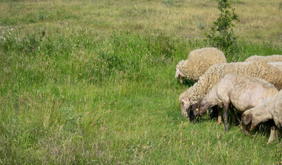 Naklejka na ściany i meble Flock of sheeps eating grass during hot summer day in rural distant area. Pasture grazing sheep herd.