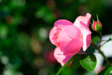 バラの花　屋外撮影