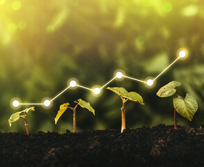Seedling are growing from the rich soil. Concept of business growth, profit, development and success. 