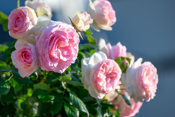 バラの花　屋外撮影