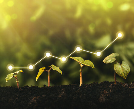 Seedling are growing from the rich soil. Concept of business growth, profit, development and success.	