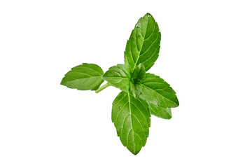 Fresh green basil twig isolated on white background. Close up, copy space