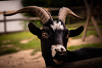 Portrait Ziege