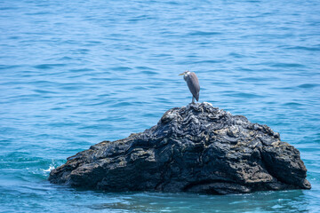 海鳥のポートレート