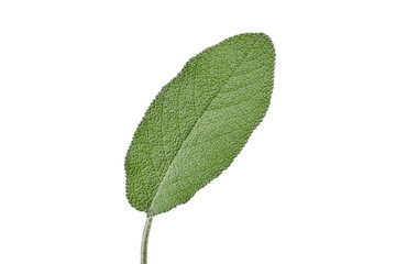 Organic green leaf of sage isolated on white background. Close up, copy space, side view