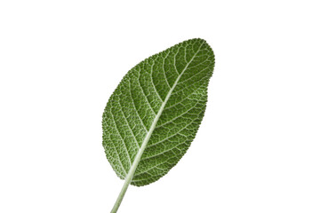 Green leaf of sage isolated on white. Fresh essential herb. Close up, copy space, side view
