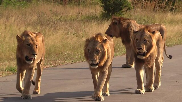 Male lions walk together on concrete road in sunlight in South Africa