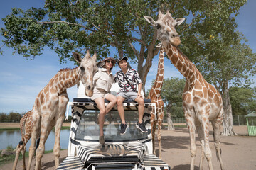 Couple taking a bus tour, feeding and playing with giraffe on safari open park zoo.