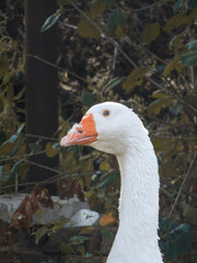 portrait of a goose