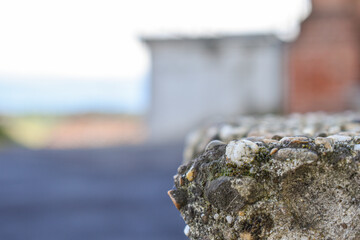 piglia di un muretto in primo piano con sfondo sfocato