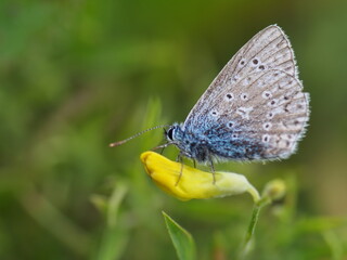 Obraz premium Blue butterfly on a yellow bud