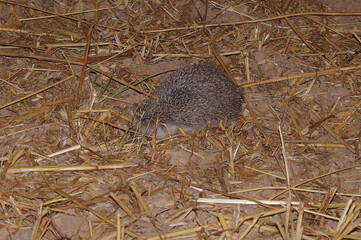 Closeup shot of a Vagrant Hedgehog in a brown field © James Attard/Wirestock