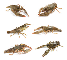 Set of fresh crayfishes on white background