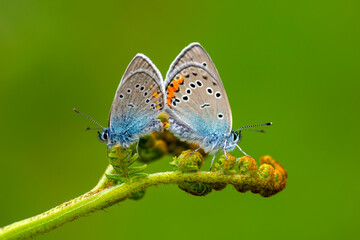 Macro shots, Beautiful nature scene. Closeup beautiful butterfly sitting on the flower in a summer garden.

