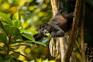 The mantled howler (Alouatta palliata), or golden-mantled howling monkey, is a species of howler monkey, a type of New World monkey, from Central and South America. 
