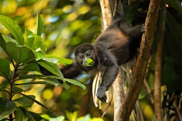 The mantled howler (Alouatta palliata), or golden-mantled howling monkey, is a species of howler monkey, a type of New World monkey, from Central and South America. 