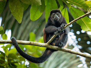 The mantled howler (Alouatta palliata), or golden-mantled howling monkey, is a species of howler monkey, a type of New World monkey, from Central and South America.  - Powered by Adobe