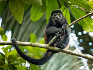  The mantled howler (Alouatta palliata), or golden-mantled howling monkey, is a species of howler monkey, a type of New World monkey, from Central and South America.  © Milan