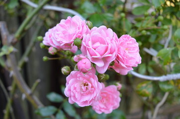 Fototapeta na wymiar pink rose bush
