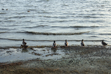 Grebes enter the water