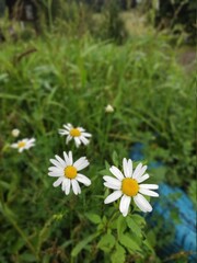 Chamomile in the grass