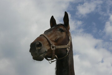 Brown horse head  portrait with blue sky