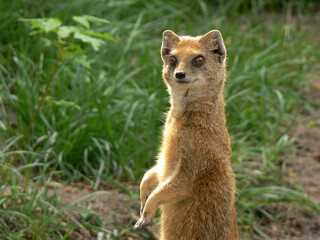 Curious mongoose standing up in the green