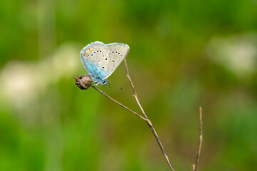 Macro shots, Beautiful nature scene. Closeup beautiful butterfly sitting on the flower in a summer garden.


