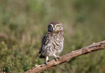 Adult birds and little owl chicks (Athene noctua) are photographed at close range closeup on a blurred background.