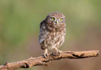 Adult birds and little owl chicks (Athene noctua) are photographed at close range closeup on a blurred background.