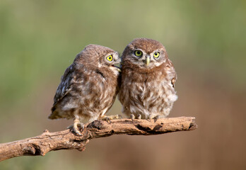 Adult birds and little owl chicks (Athene noctua) are photographed at close range closeup on a blurred background. - 380625580