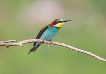Single bee-eater photographed close-up on a dry branch on a blurred background