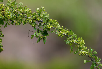 Hawthorn branch with green berries photographed against a blurred green background in soft daylight