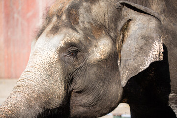 Asian female elephants beg for food at a zoo in Liaoning, China

