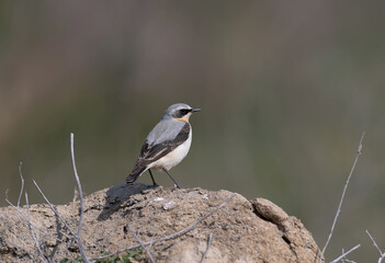 Portrait of a male The northern wheatear or wheatear (Oenanthe oenanthe) close-up. A bird sits on a large pile of soil on a blurred background