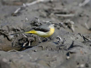 Portrait of a gray wagtail (Motacilla cinerea). A bird walks along the swampy shore of the pond in search of food