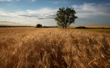 Wheat field. trees in the background